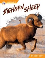 Bighorn Sheep