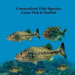 Connecticut Game Fish and Panfish Species Kids Book
