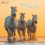 Magic Horses 2027