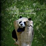 パンダは何と言ってくれるでしょうか？