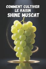 Comment cultiver le raisin Shine Muscat