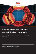 Calcification des cellules endothéliales humaines