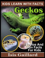 Geckos