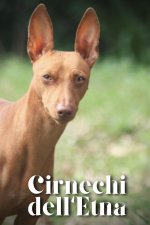 Cirnechi dell'Etna