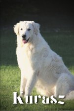 Kuvasz