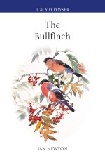 Bullfinch