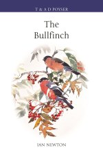 Bullfinch
