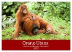 Orang-Utans - Menschen des Regenwaldes (Wandkalender 2027 DIN A2 quer), CALVENDO Monatskalender