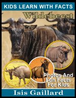 Wildebeest