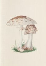 Carnet - Champignons des Midlands - Notes et Lectures