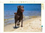 CALVENDO Puzzle Labrador Retriever - Sommerfreuden | 1000 Teile Lege-Größe 64x48cm Foto-Puzzle für glückliche Stunden