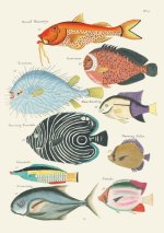 Carnet - Poissons, écrevisses et crabes