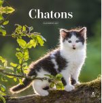 Calendrier 2027 chatons