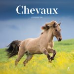 Calendrier 2027 chevaux