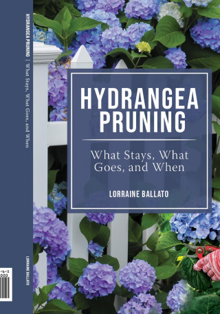 HYDRANGEA PRUNING