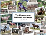 The Chincoteague Ponies of Assateague