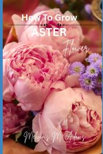 How to grow Aster flowers for beginners
