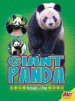 Giant Panda