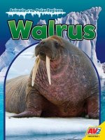 Walrus