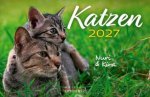 Katzen 2027 Eintragkalender