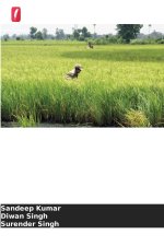 Estratégias de sementeira para o cultivo do arroz