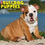 Bulldog Puppies 2027 12 X 12 Wall Calendar