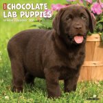 Chocolate Lab Puppies 2027 12 X 12 Wall Calendar