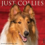 Collies 2027 12 X 12 Wall Calendar