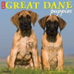 Great Dane Puppies 2027 12 X 12 Wall Calendar