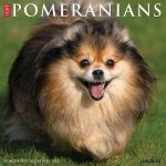 Pomeranians 2027 12 X 12 Wall Calendar