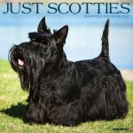 Scotties 2027 12 X 12 Wall Calendar