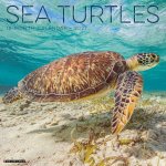 Sea Turtles 2027 12 X 12 Wall Calendar