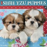 Shih Tzu Puppies 2027 12 X 12 Wall Calendar