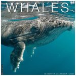 Whales 2027 12 X 12 Wall Calendar