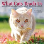 What Cats Teach Us 2027 7 X 7 Mini Wall Calendar