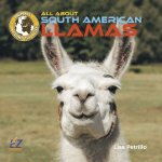 All about South American Llamas