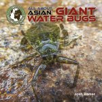 All about Asian Giant Water Bugs