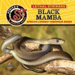 Black Mamba: Africa's Longest Venomous Snake
