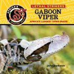 Gaboon Viper: Africa's Largest Viper Snake