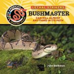 Bushmaster Snake: Can Kill Almost Anything in Its Path