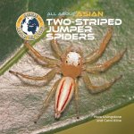 All about Asian Two-Striped Jumper Spiders