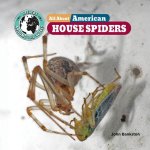 All about American House Spiders