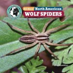 All about North American Wolf Spiders