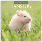 Hamsters - Hamster 2027 - 16-Monatskalender