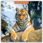 Tigers - Tiger 2027 - 16-Monatskalender