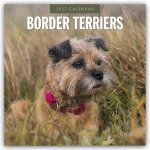 Border Terriers - Border Terrier 2027 - 16-Monatskalender