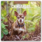Chihuahuas - Chihuahua 2027 - 16-Monatskalender
