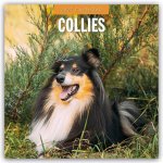 Collies - Collie 2027 - 16-Monatskalender