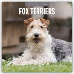 Fox Terriers - Foxterrier 2027 - 16-Monatskalender