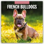 French Bulldogs - Französische Bulldoggen 2027 - 16-Monatskalender